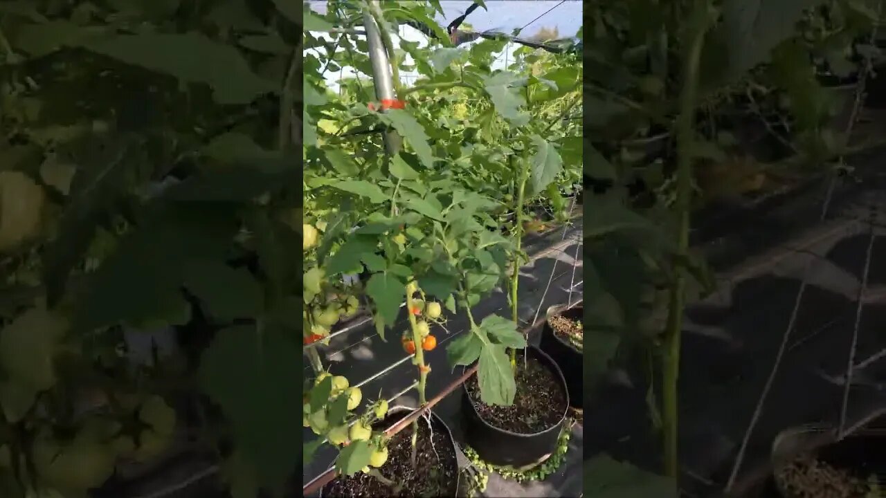 Cherrybear Tomatoes (Parthenocarpic/Seedless)