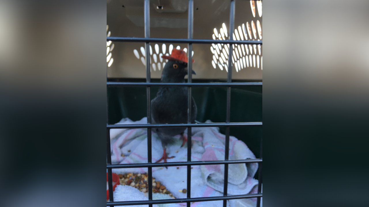 Cowboy hat-wearing pigeon 'Billie The Pidge' has died, rescue group says