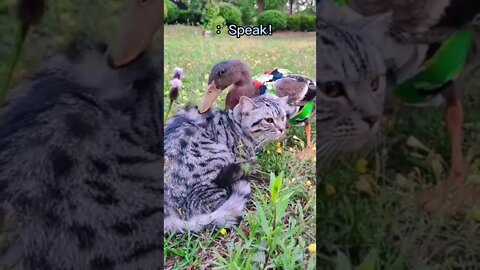 🐱Cutest Cats🐱 Conversation🦆&😿