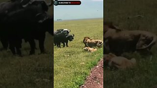 Lion fight against herd of buffalo to protect lioness