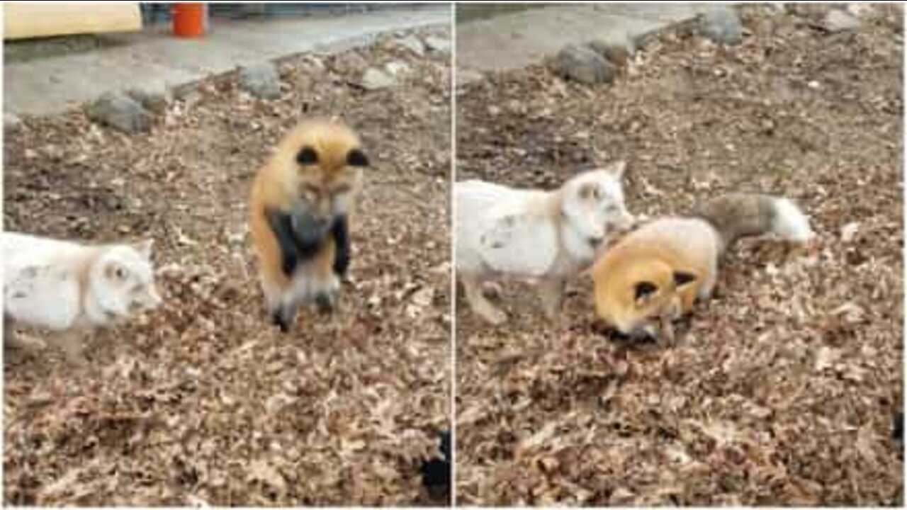 Raposas brincam com pilha de folhas no chão