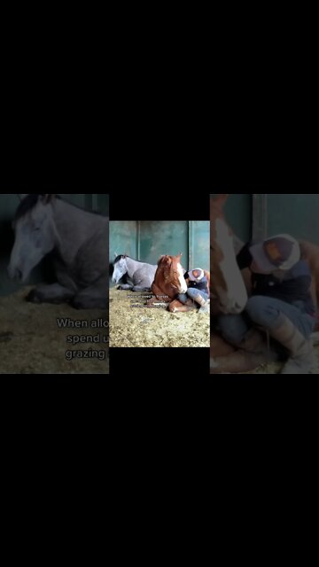 Turnout Your Horses!