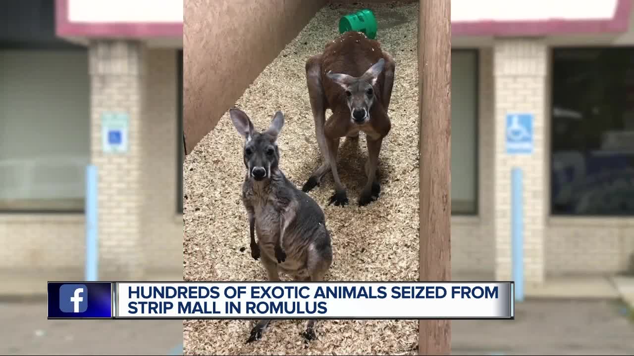 Hundreds of exotic animals seized from strip mall in Romulus