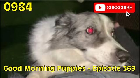 [0984] GOOD MORNING PUPPIES - EPISODE 369 [#dogs #doggos #doggos #puppies #dogdaycare]