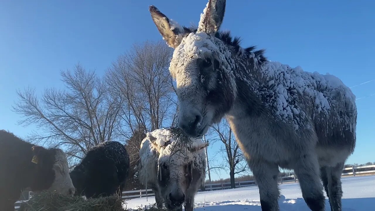 Winter on the Homestead