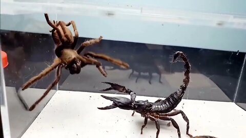 SCORPION vs TARANTULA SPIDER FIGHTING FOR PREY, who will win? Insect Stories-15