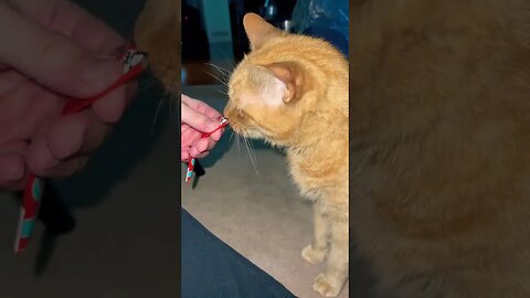 Cats love Squeeze Up Food 🐱