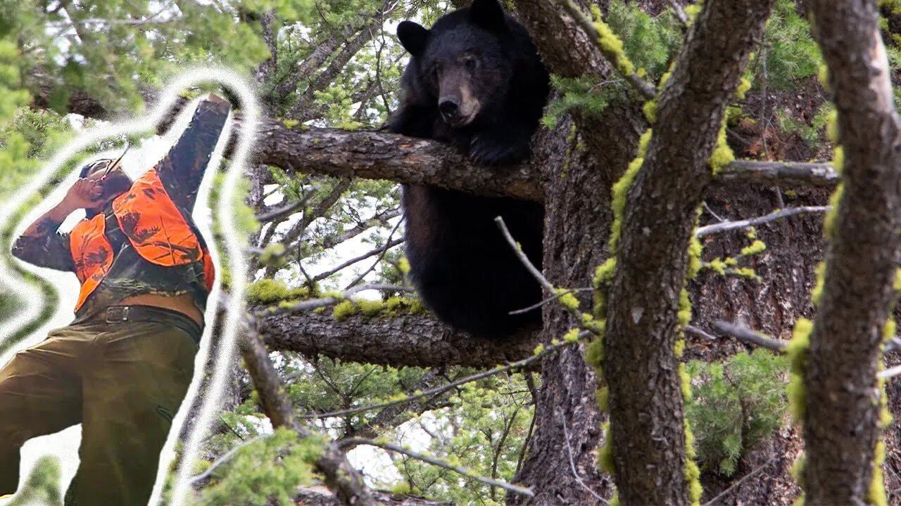 Montana Bear Hunting Adventure! 2 Bears!