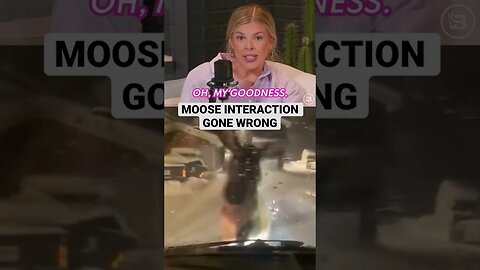 Moose RAMS Into Car