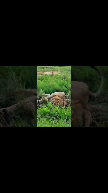 Food Coma? #shorts | #ShortsAfrica