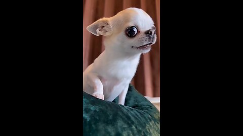 "Canine Comedy Fiesta: Sparking Laughter Virally on Rumble!" 🎉🐕