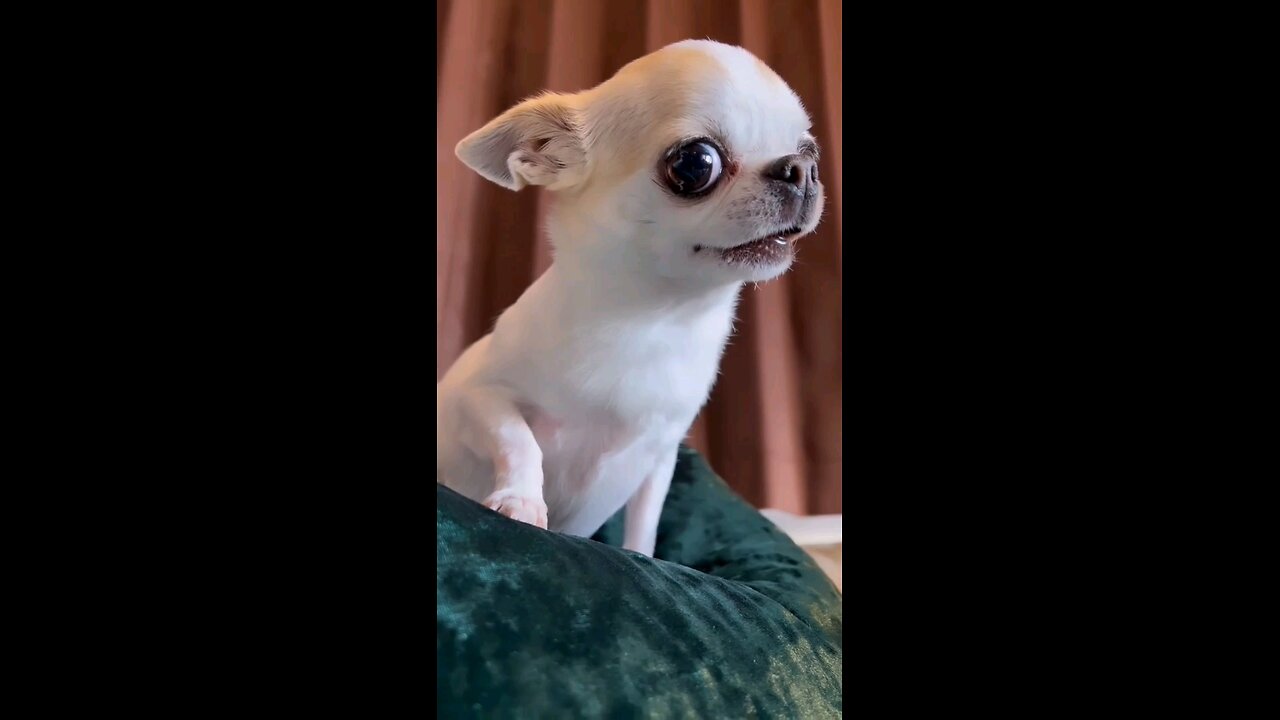 "Canine Comedy Fiesta: Sparking Laughter Virally on Rumble!" 🎉🐕