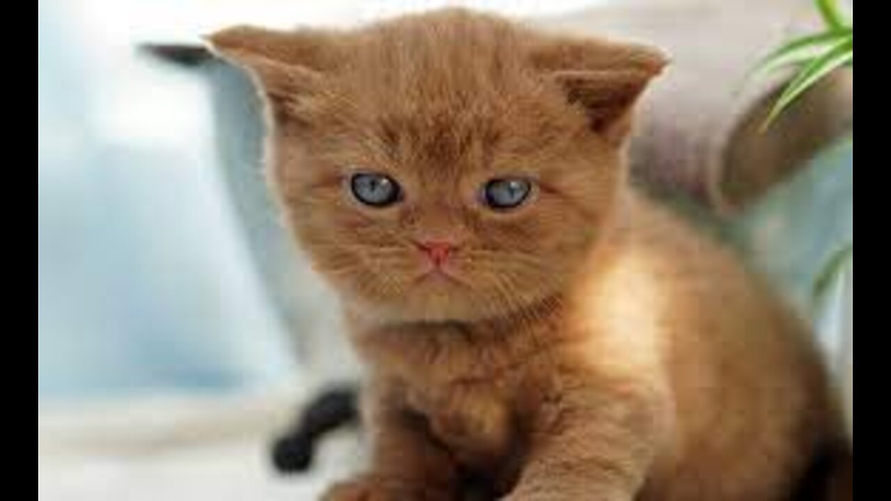 cute cat