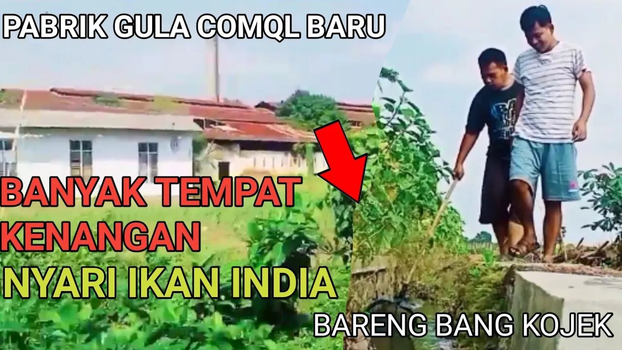 Berburu Ikan di Pabrik Gula Comal Baru Peninggalan Jaman Belanda