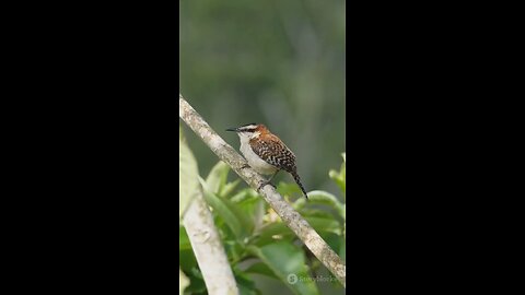 lovely bird😍😍