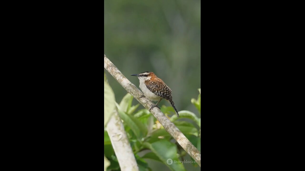 lovely bird😍😍