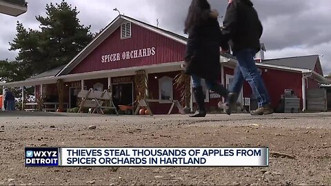 'There was nothing there,' farming family says someone stole 22,000 apples from their orchard