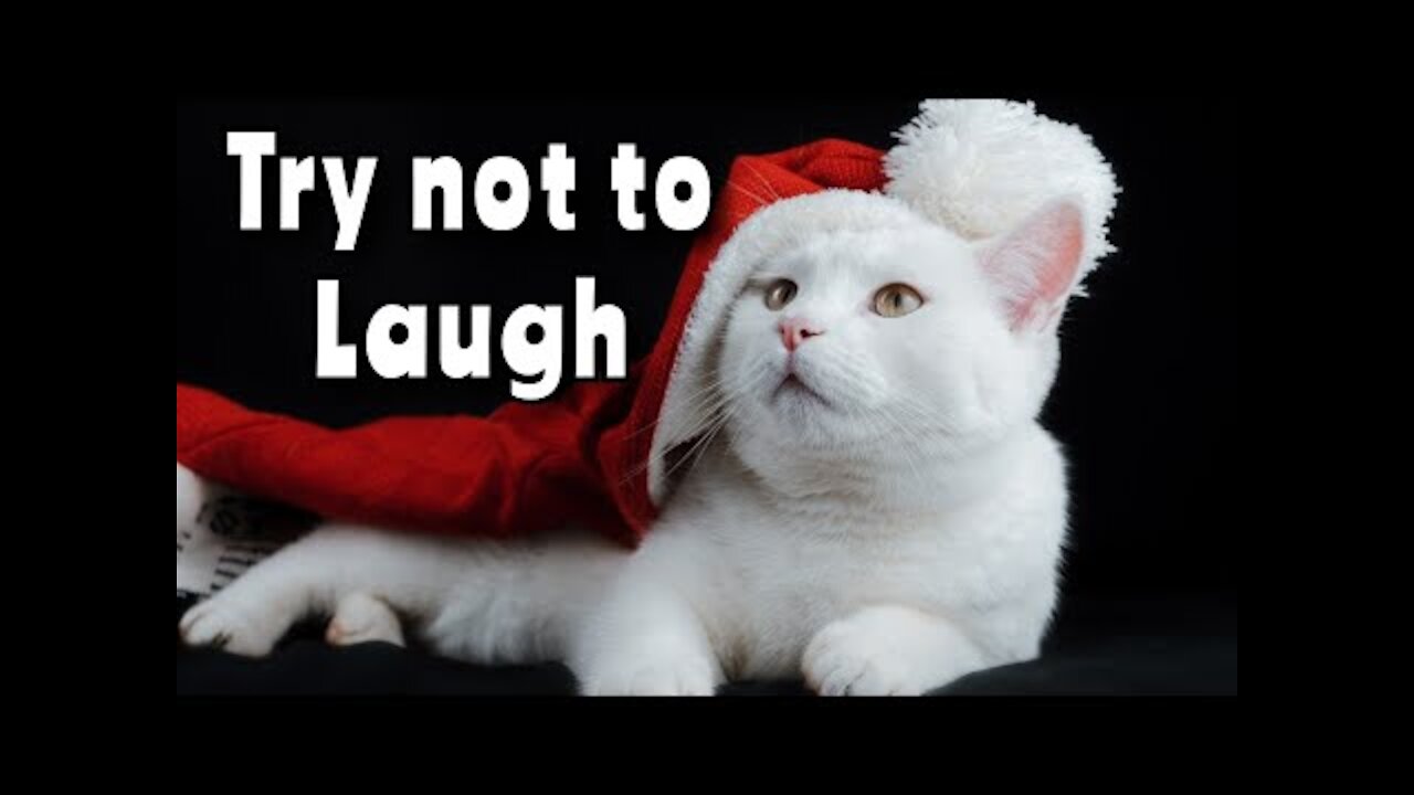 Try not to laugh, funny animals, funny video, cute dogs & cats, bs funny videos