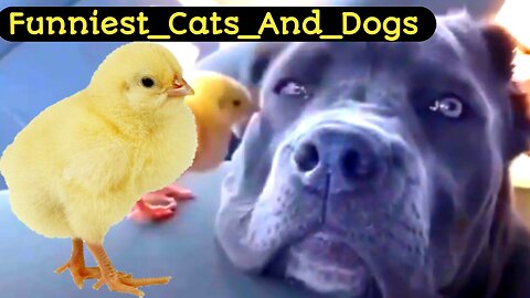 Funny_Animal_Videos_2023_|_Funniest_Cats_And_Dogs_Video_