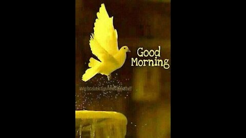 GOOD MORNING VIDEO WHITE LOVELY BIRDS