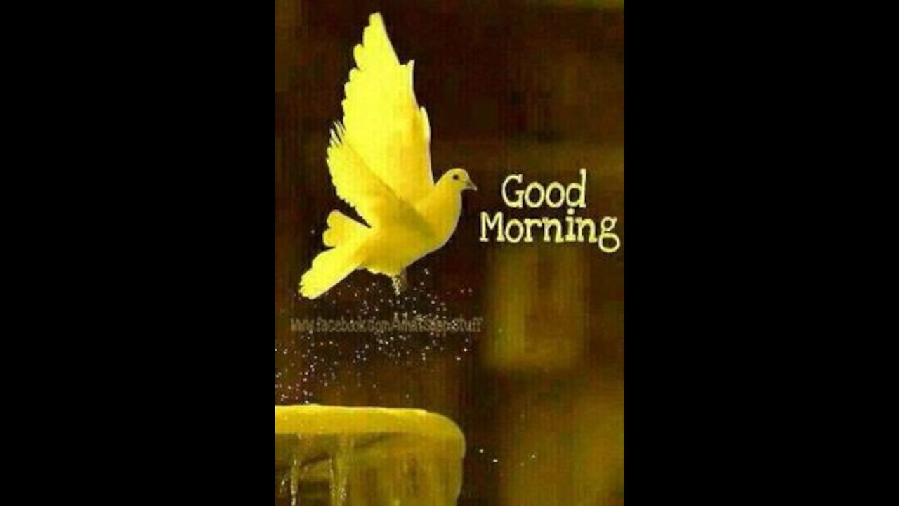 GOOD MORNING VIDEO WHITE LOVELY BIRDS