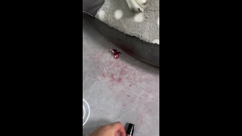 funny videos