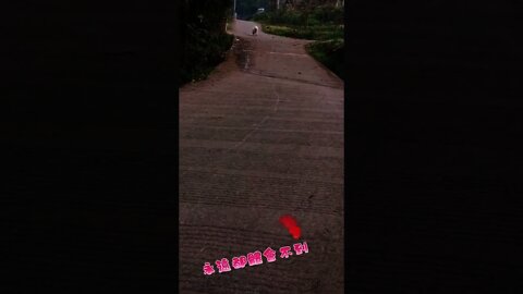 你回來啦，換我去約會了，要遲到了，好好顧家啊＃Shorts#Dog#狗狗