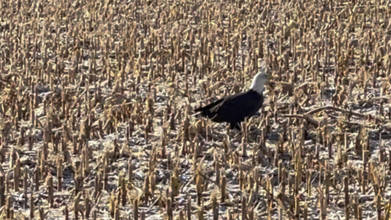 Bald eagle out for a flight