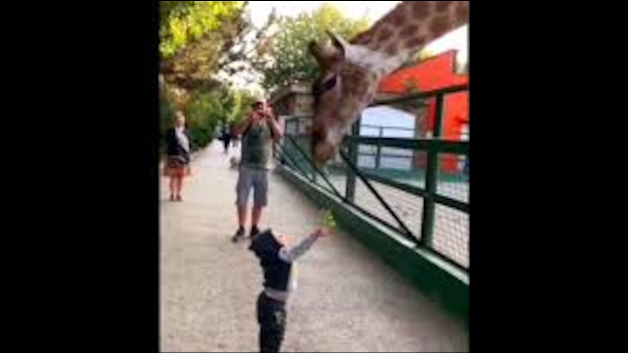 Funny beautiful giraffe eating from a smart child