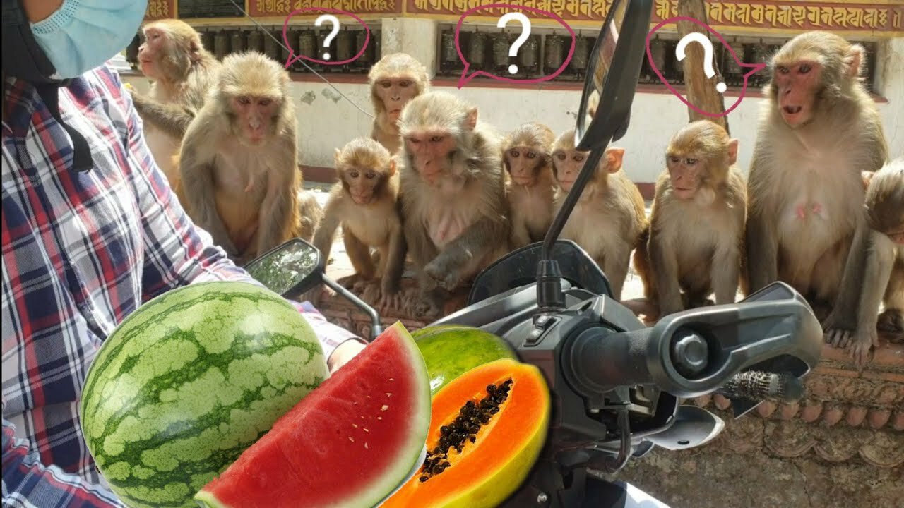 feeding 40 kilogram 3 different watermelon & 5 kg papaya | monkeys are really looks like a Human