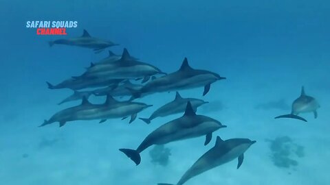 Fascinating World of Dolphins: A Comprehensive Review of their Social Behavior and Intelligence"