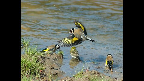goldfinch swimming