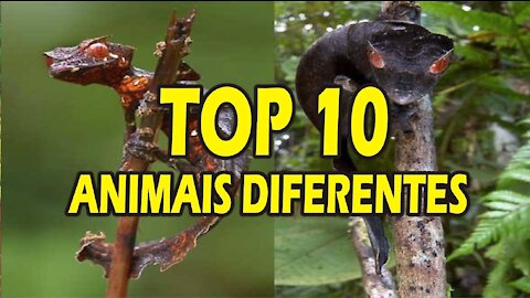 TOP 10 ANIMAIS DIFERENTES