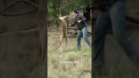 Kangaroo slapped||kangaroo funny videos#kangaroos #Gigox #shorts||man punches kangaroo