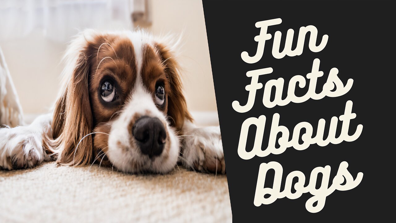 Did You Know? Fun Facts About Dogs