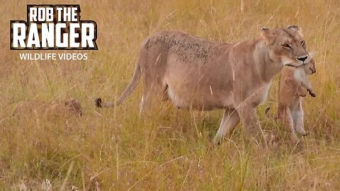 Little Lion Cubs Being Relocated | Lalashe Maasai Mara Safari