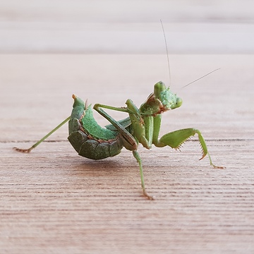 Little mantis "grooming" himself in front of a camera