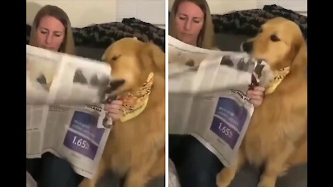 Dog Likes Newspapers 😂😂