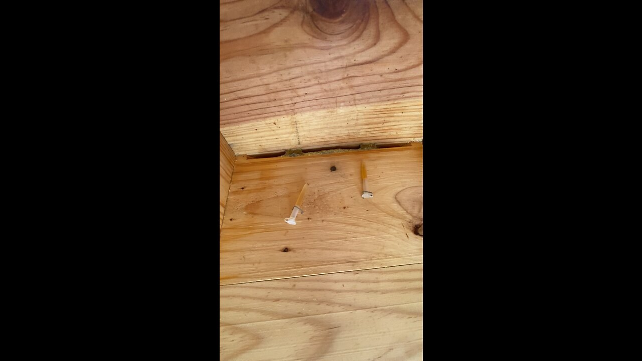 Small colony, does not have enough girls to guard the door so they make the door smaller.