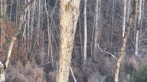 Wahuhi Hunts - Rattlesnake Hill - Feb. 7, 2024 - S1