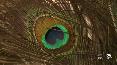 The Peacock Project