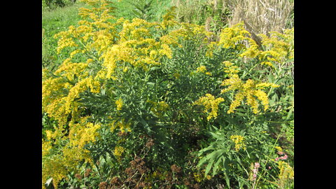 Luminous Goldenrod Wild Goldenrod Sept 2021