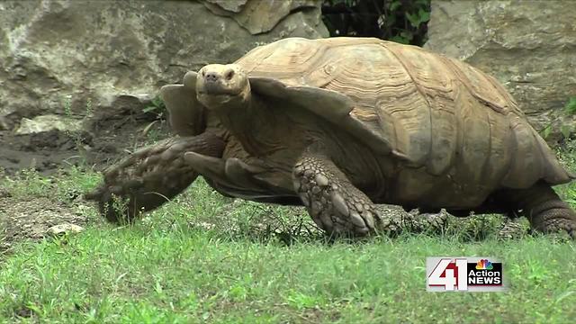 ZOOSDAY: Tortoise exhibit