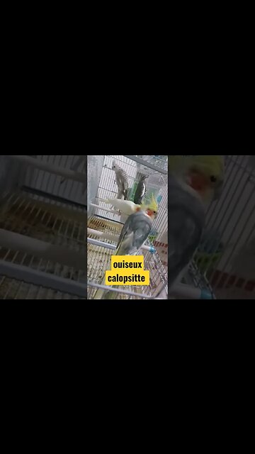 ouiseux calopsitte rare