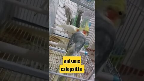 ouiseux calopsitte rare