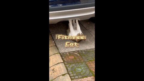 Fitness cat