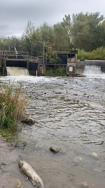 Bowmanville Creek Ontario fish Sanctuary
