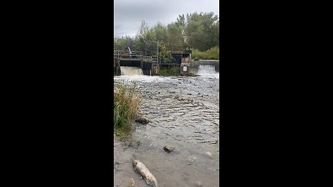 Bowmanville Creek Ontario fish Sanctuary