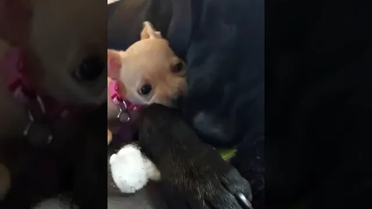 Miley The Chihuahua and Dallas The Black Lab playing with a stuffy #puppy #puppylove #puppylife