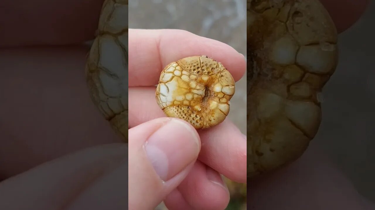 A perfect little fossil urchin washed up on an Aussie beach #fossil #australia #beach